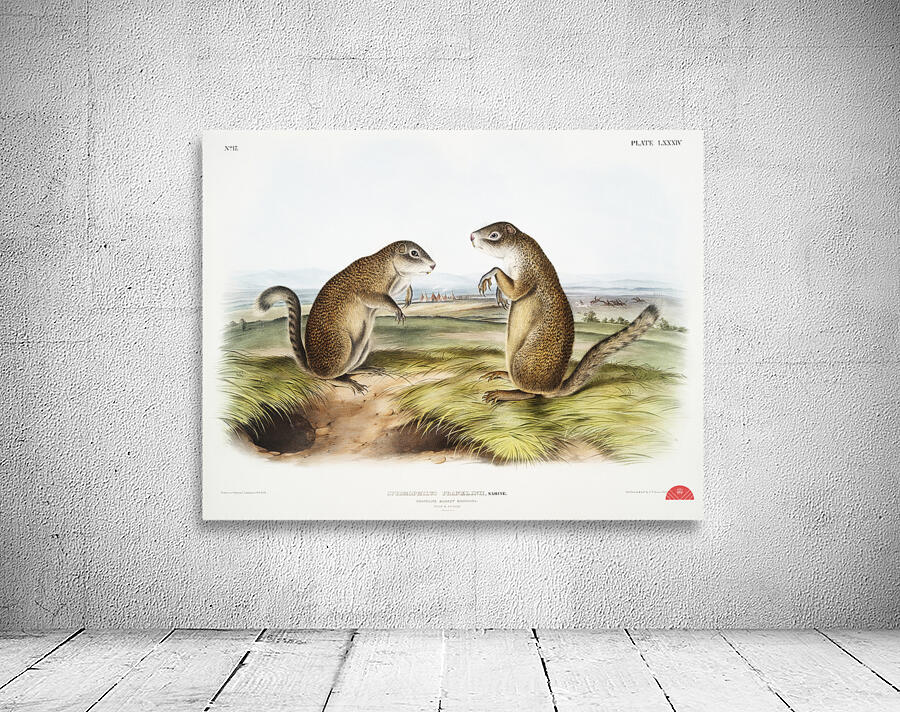 Marmot Squirrel Spermophilus Franklinii  Wall Preview