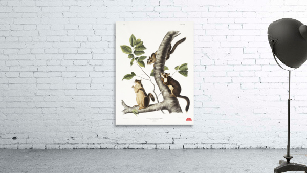 Squirrel Sciurus Douglassii  Wall Preview