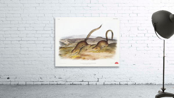 Annulated Marmot Squirrel Spermophilus annulatus  Wall Preview