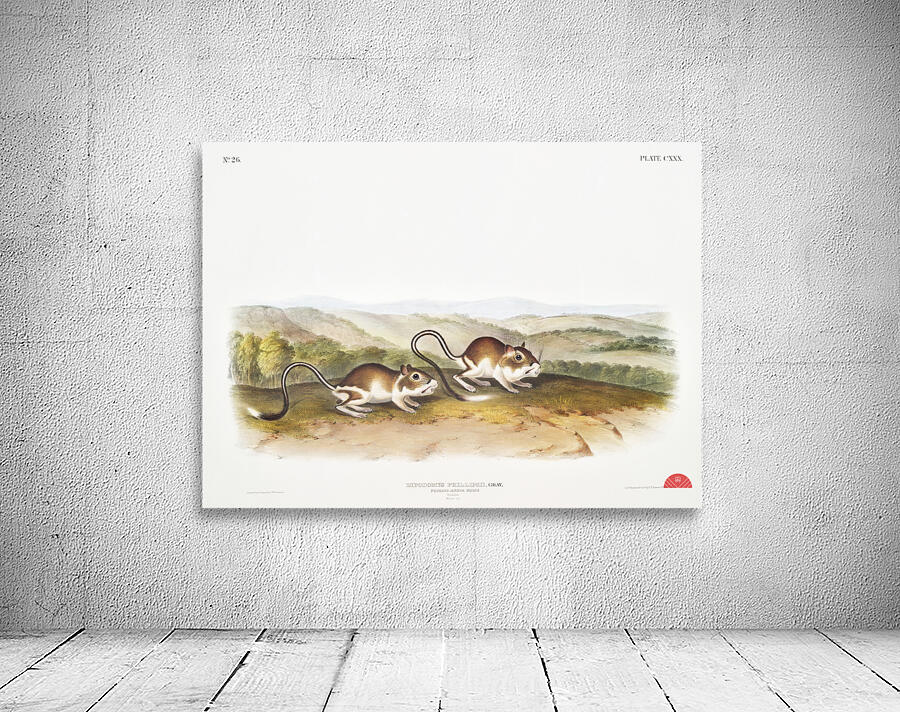 Pouched Jerboa Mouse Dipodomys Phillipsii  Wall Preview