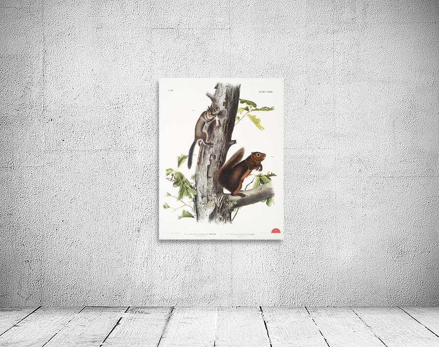 Pouched Jerboa Mouse Dipodomys Phillipsii  Wall Preview