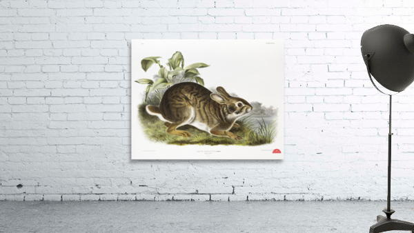 Swamp Hare Lepus aquaticus  Wall Preview