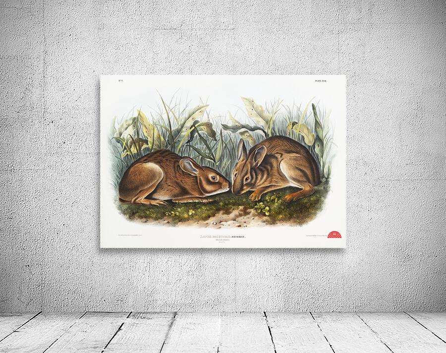 Marsh Hare Lepus palustris  Wall Preview