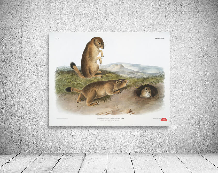 Marsh Hare Lepus palustris  Wall Preview