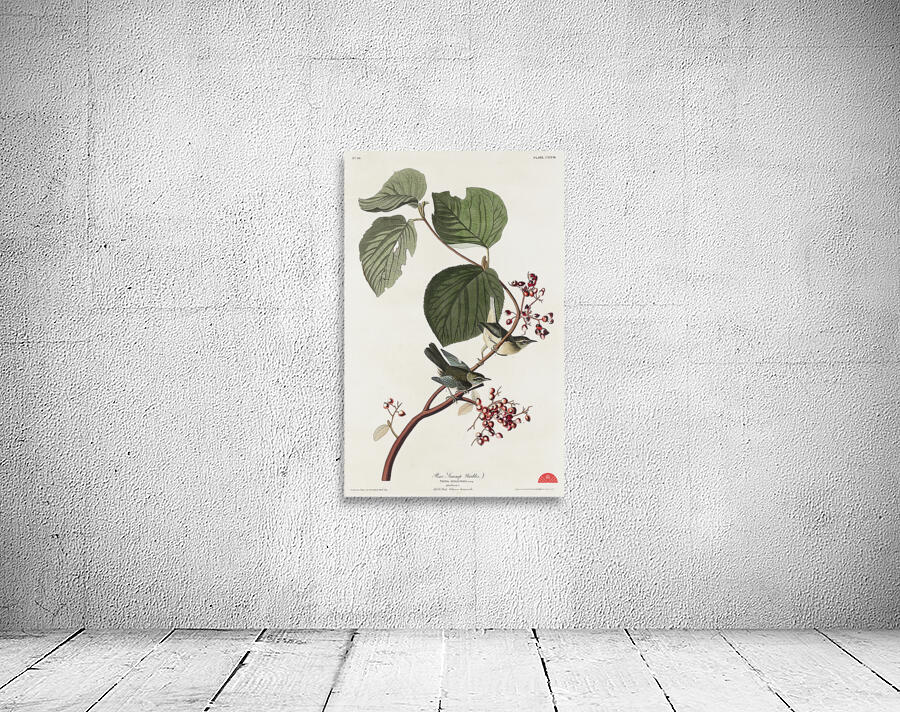 Pine Swamp Warbler Wall Preview