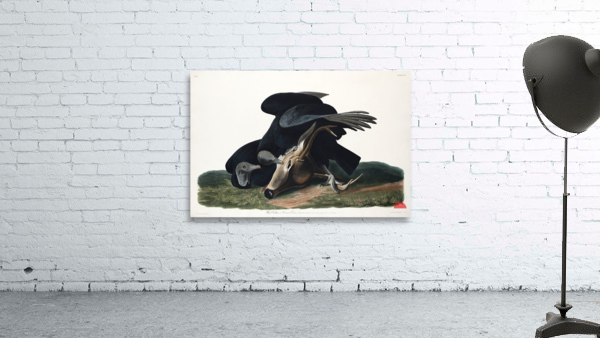 Black Vulture or Carrion Crow Wall Preview
