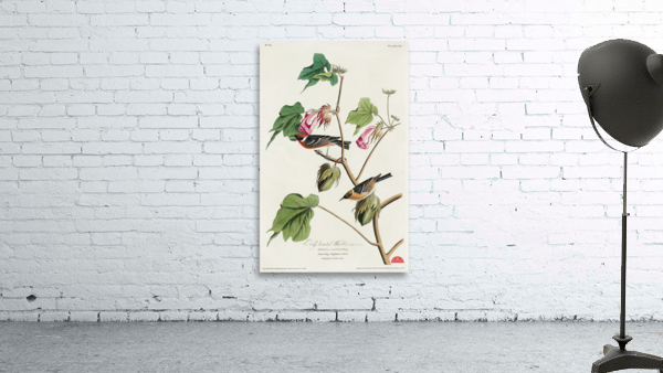 Bay-breasted Warbler Wall Preview