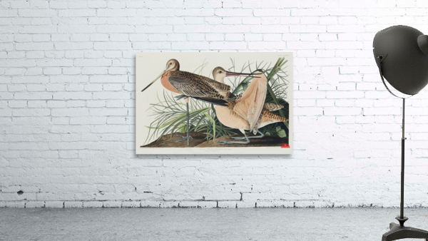 Great Marbled Godwit Wall Preview