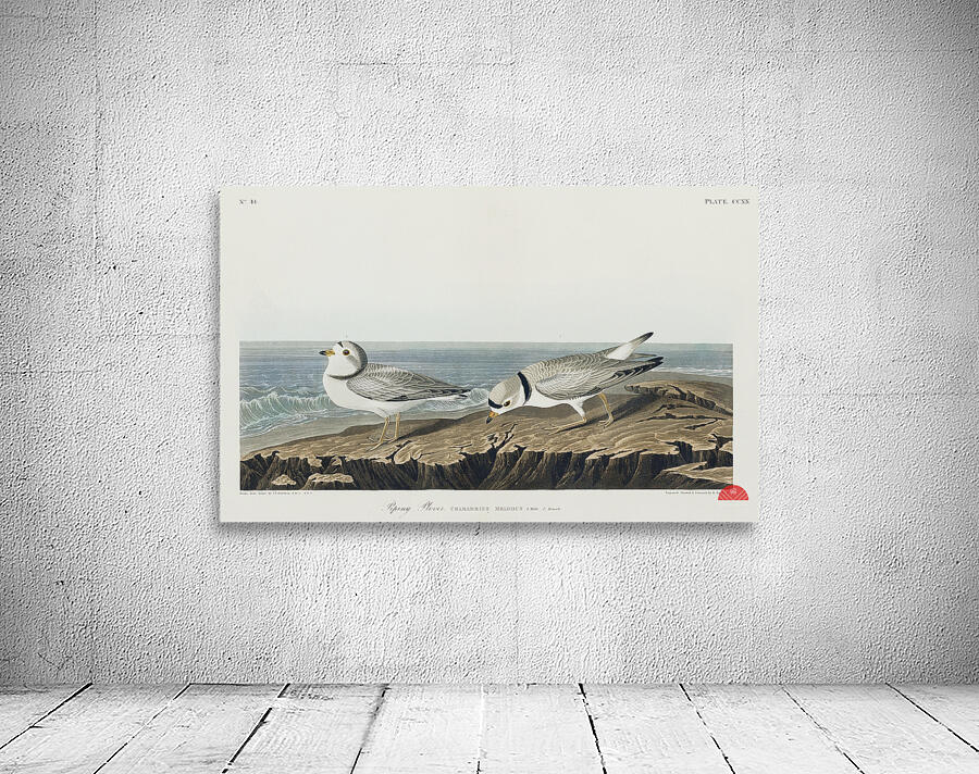 Great Marbled Godwit Wall Preview