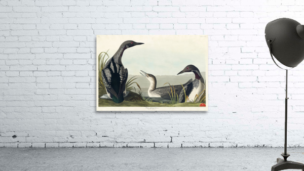 Black-Throated Diver Wall Preview
