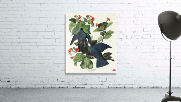 White-crowned Pigeon Wall Preview
