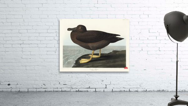 Dusky Albatros Wall Preview