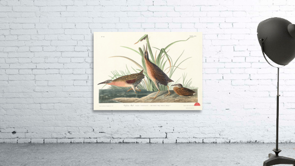 Virginia Rail Wall Preview