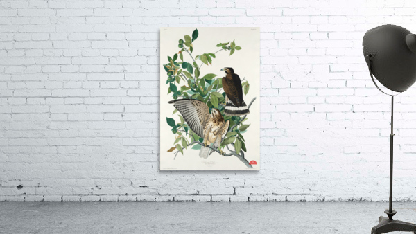 Broad-winged Hawk Wall Preview