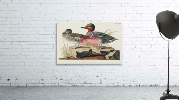 Broad-winged Hawk Wall Preview