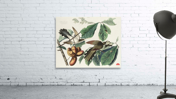 Yellow-billed Cuckoo Wall Preview