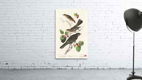 Little Tawny Thrush Ptiliogonys Townsendi and Canada Jay Wall Preview