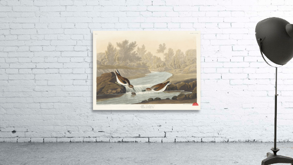 Little Sandpiper Wall Preview