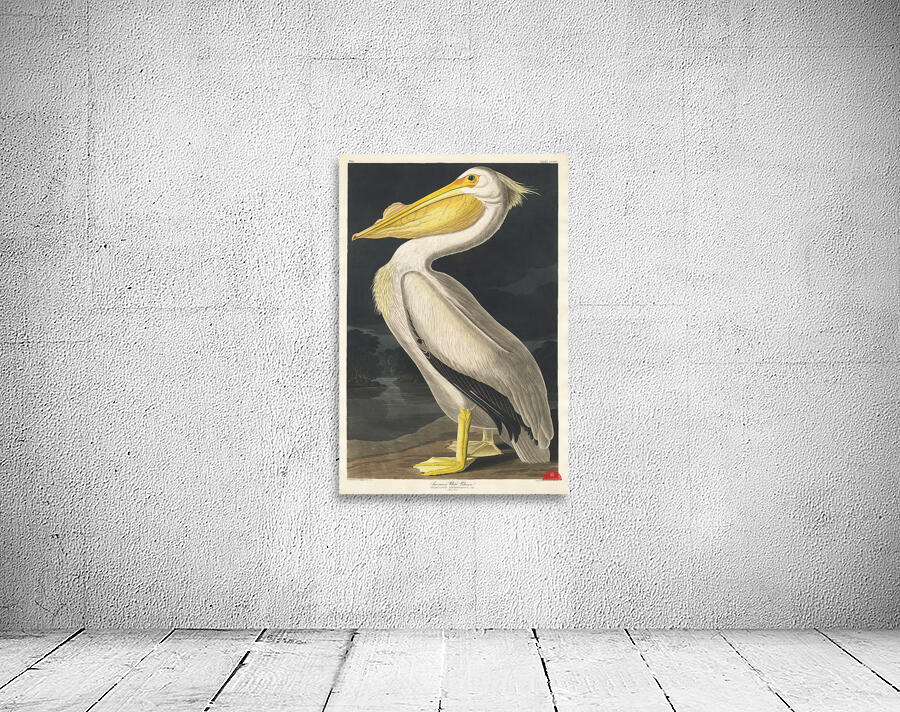 American White Pelican Wall Preview