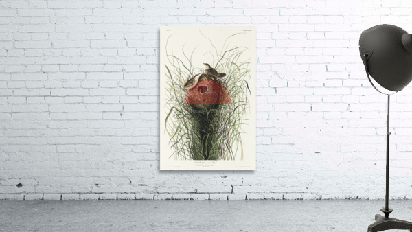 Nuttalls lesser-marsh Wren Wall Preview