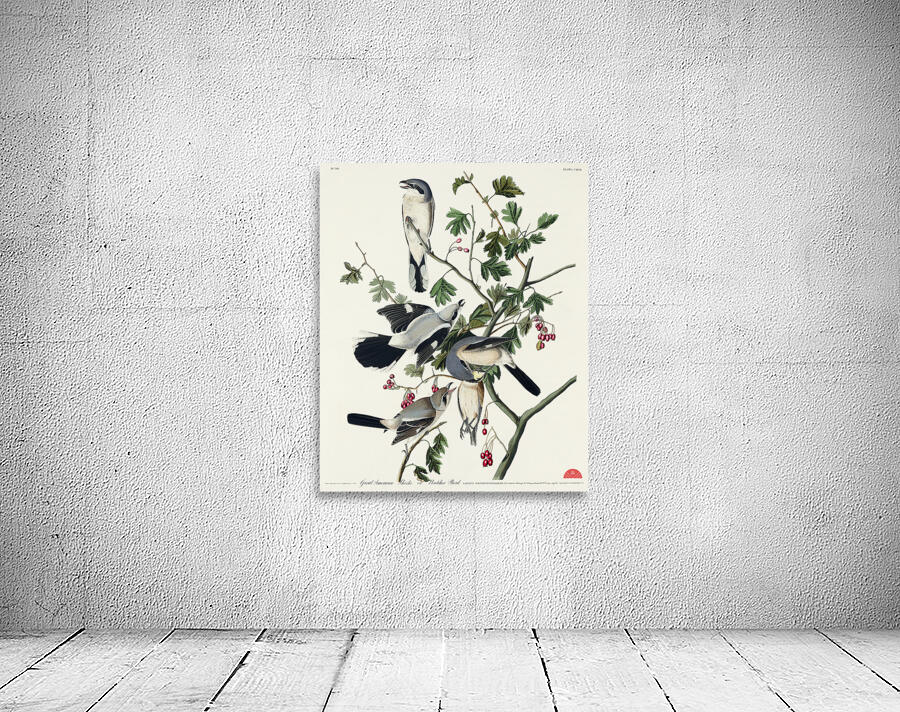 Great cinereous Shrike or Butcher Bird Wall Preview