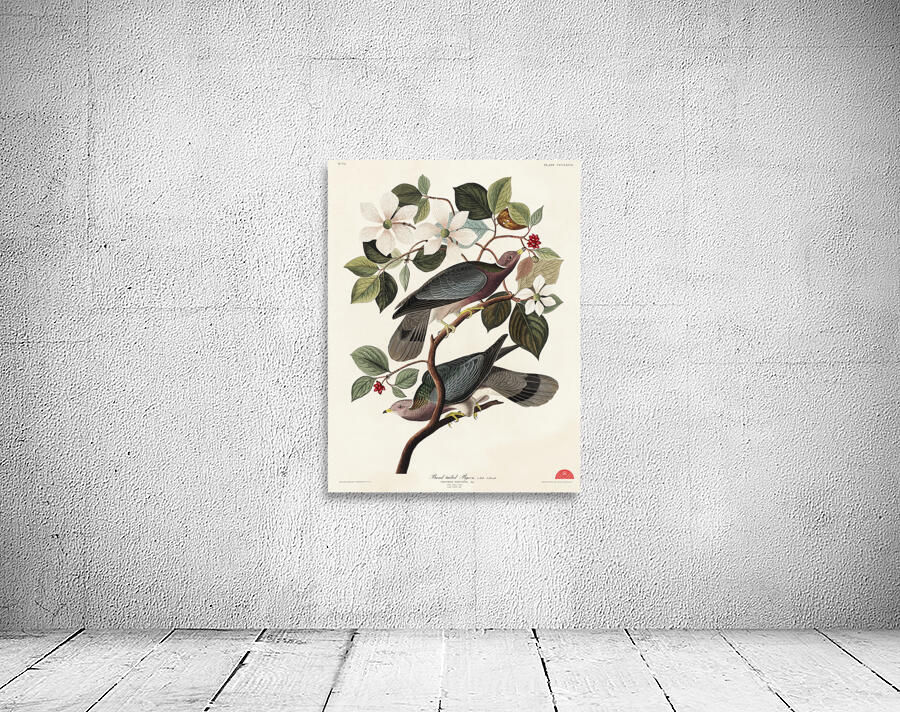 Band-tailed Pigeon Wall Preview