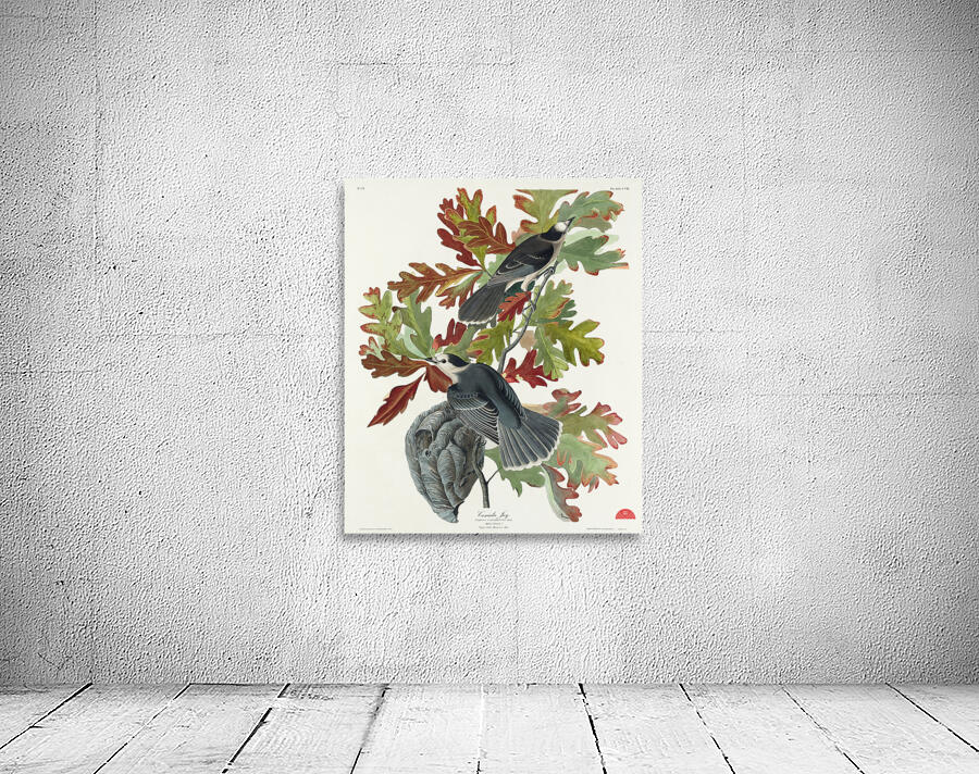 Canada Jay Wall Preview