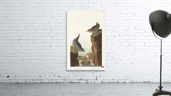 Columbian Water Ouzel and Arctic Water Ouzel Wall Preview