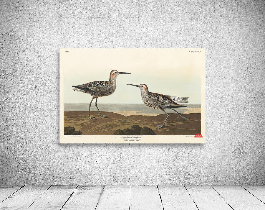 Long-legged Sandpiper Wall Preview