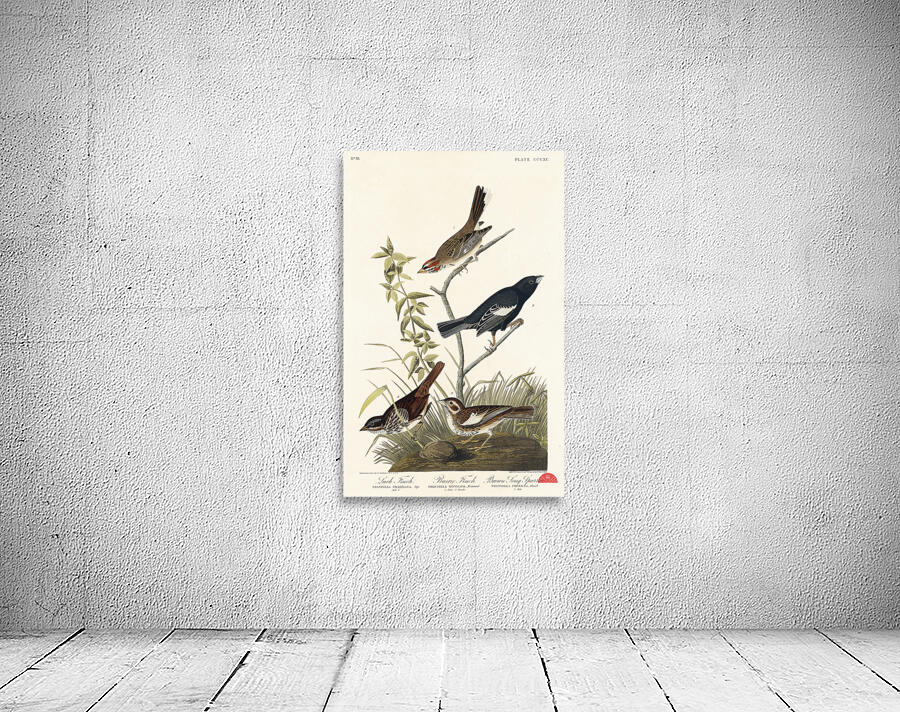 Lark Finch Prairie Finch and Brown Song Sparrow Wall Preview