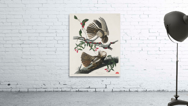 Chuck-wills Widow Wall Preview