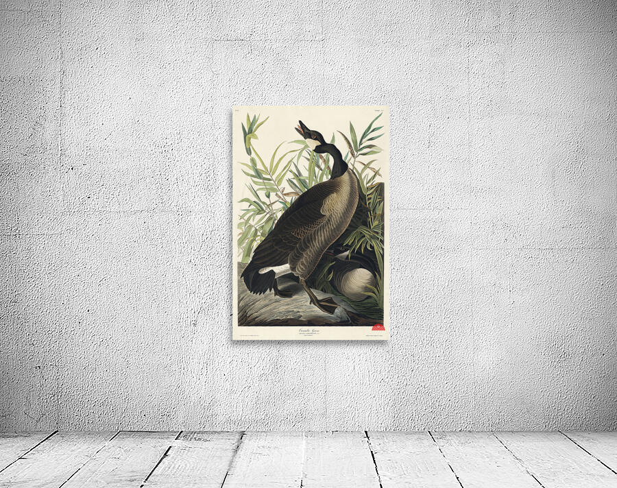 Canada Goose Wall Preview