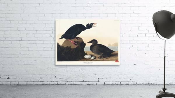 Black or Surf Duck Wall Preview