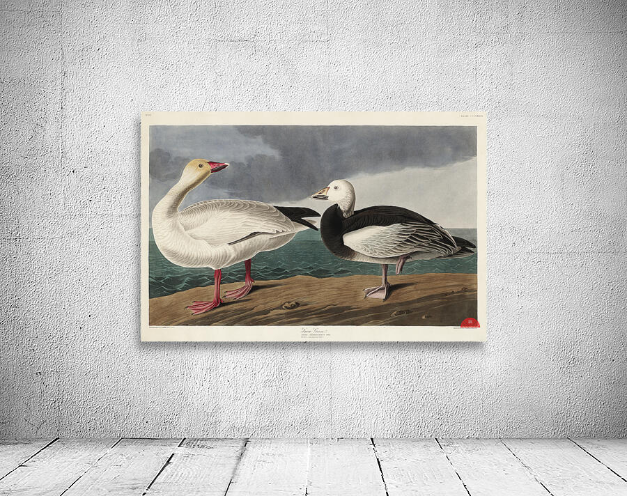 Black or Surf Duck Wall Preview