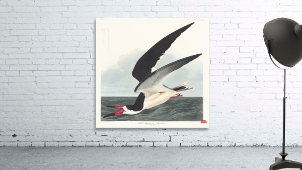 Black Skimmer Wall Preview