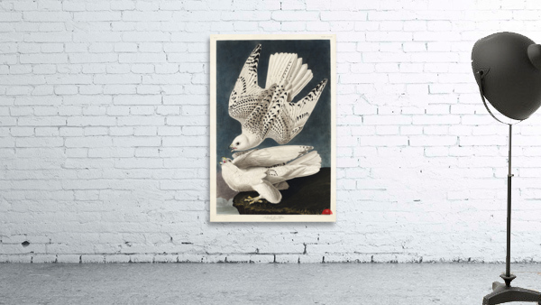 Iceland or Jer Falcon Wall Preview