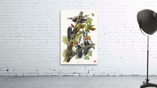 Pileated Woodpecker Wall Preview