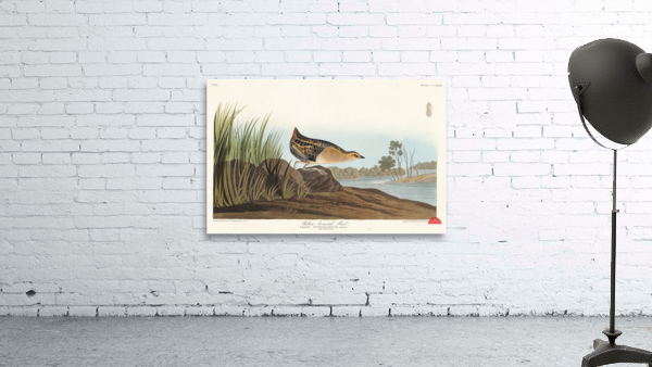 Yellow-breasted Rail Wall Preview