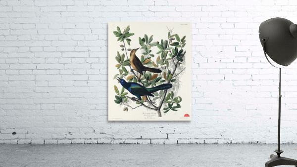 Boat-tailed Grackle Wall Preview