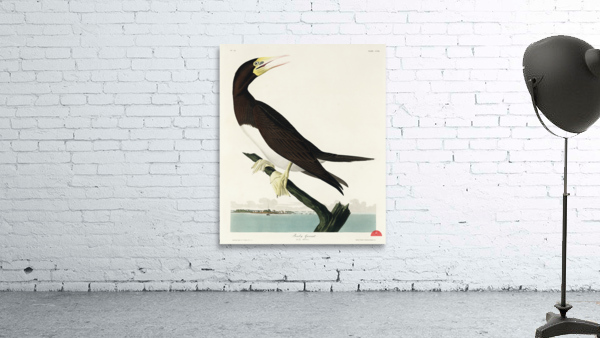 Booby Gannet Wall Preview