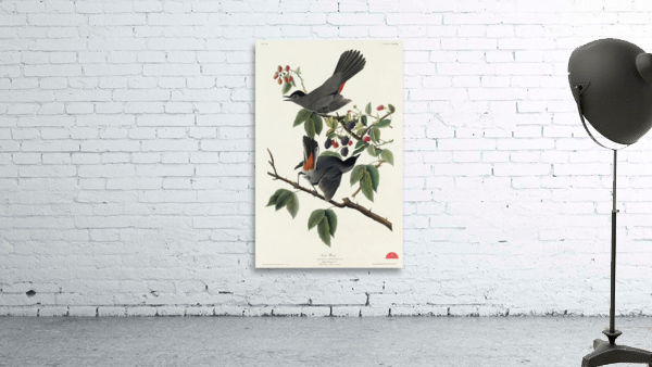 Cat Bird Wall Preview