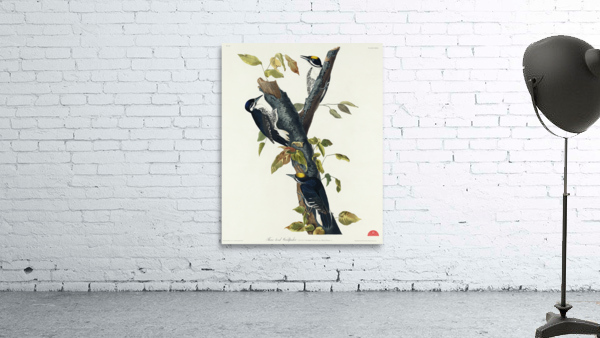 Three-toed Woodpecker Wall Preview