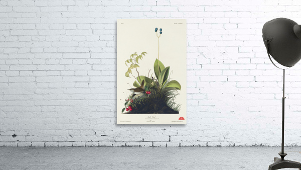 Wood Wren Wall Preview