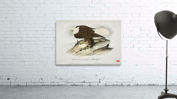 White Headed Sea Eagle or Bald Eagle Wall Preview