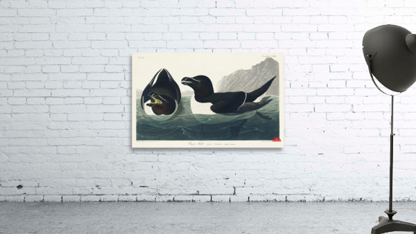 Razor Bill Wall Preview