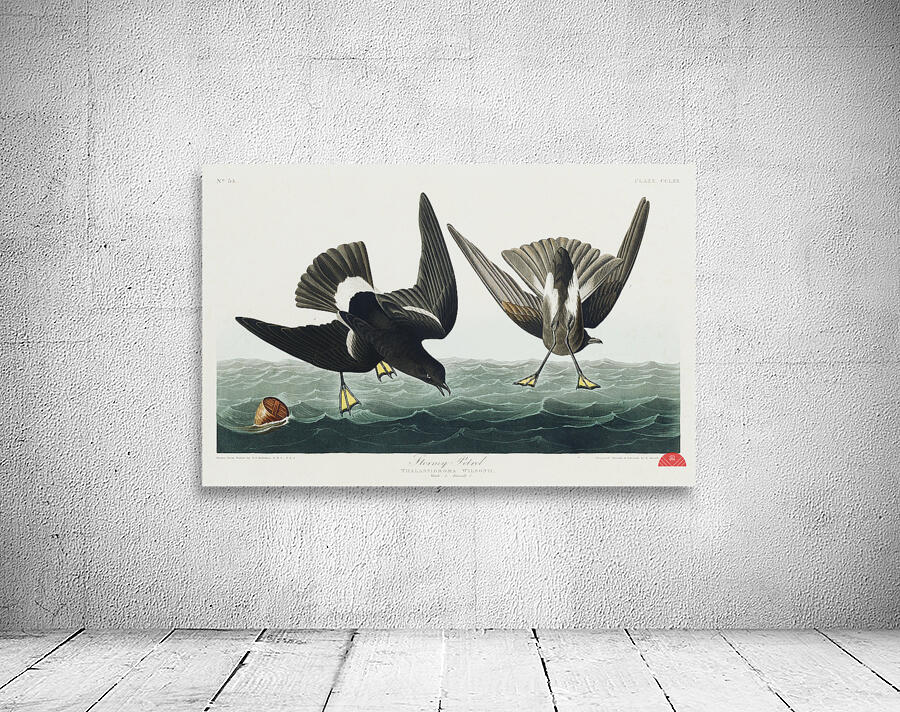 Stormy Petrel Wall Preview