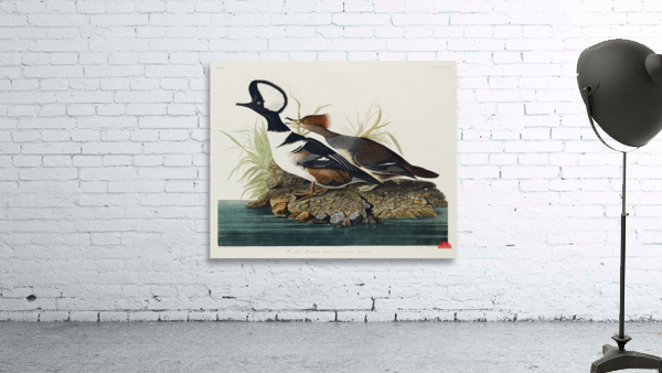 Hooded Merganser Wall Preview