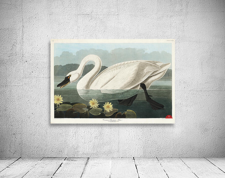 Common American Swan Wall Preview
