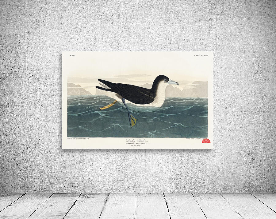 Dusky Petrel Wall Preview