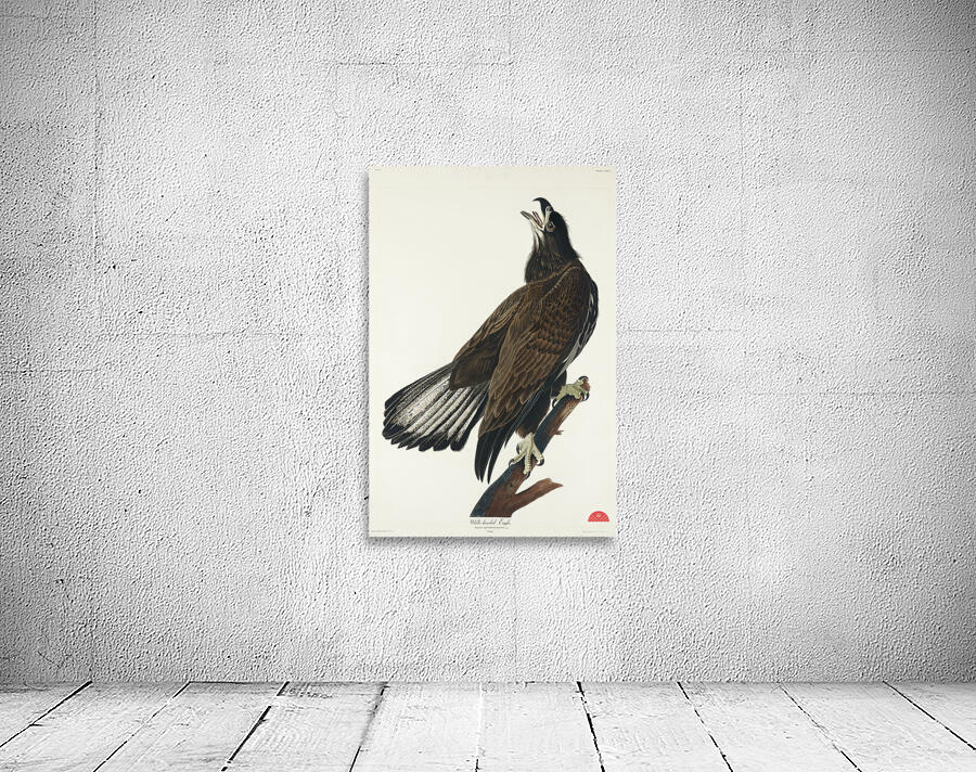 White-headed Eagle Wall Preview